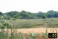 Bruchfeld des Braunkohle-Tiefbau zwischen Löberburg, Thie und Neu Staßfurt, Sachsen-Anhalt, (D) (19) Kippteich 25.06.2005.jpg